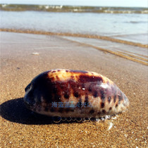 Natural conch shell 10CM black deer pattern treasure snail Aquarium floor home decoration gift collection of scarce specimens