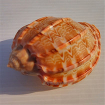  Natural conch shell harp snail carambola piano snail fish tank aquarium landscaping ornaments roll shellfish shrimp crab sojourn