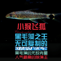 South American water community fish tank water grass cylinder strong effect algae removal tool clean living fish small monkey flying lemurs except hairy algae