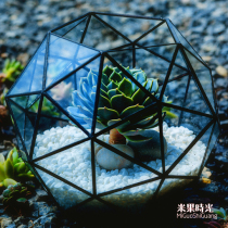 Rice fruit perpetual flower succulent plant glass flower room micro landscape 46-hedral flower Ware metal tin flower pot