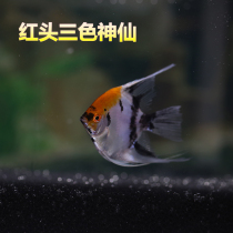 Red-headed glass fairy Swallow fish live tropical ornamental black and white swallow Mandarin duck Blue Devil smoked Xiling Aquarium
