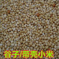 Yellow millet with shell millet tiger skin peony xuanfeng bird parrot bird food bird feed 500g