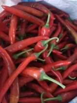 No stock Jiangxi Gaoan Upper Lake Fresh Red Hot Chili Peppers for chopped peppers Hot Chili Rice Red Pepper Farmhouse Self