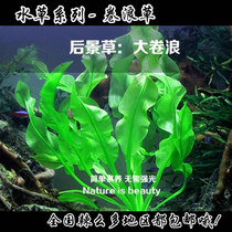 Aquarium water grass Net grass Wave grass Big roll wave water grass Glass crown bubble king landscaping Real water grass Rear view water grass