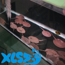 Pearl Rays Fish Pan 12-15 iridescent fish tank cylinder fish tropical ornamental fish dragon fish partner transport package live