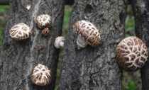 Shennongjia small flower mushroom has been cut foot shiitake mushroom wild Basswood mushroom local dried goods 500g