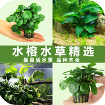 Big water Banyan big leaf water grass fish tank decoration real water grass aquarium landscape plant living large background grass easy to live