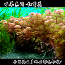 Water plant~Aquarium water plant~Aquarium water plant~Red chrysanthemum grass~Red snapdragon ~ goldfish water plant~Landscaping real water plant