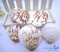 Natural sea snail shells bamboo flowers scallop bay small scallop around 3 cm