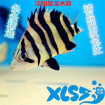 Fine pure four-grain Indonesian goby living belly symmetrical three-pattern Tiger Miscellaneous Tiger Miscellaneous Tiger transport package live dragon fish partner