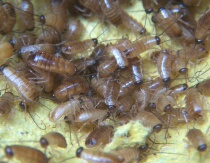 Ant Little Two Cherry Cockroach Dubia Cockroach White Crickets Not Covered