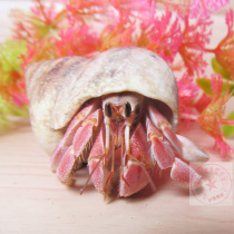 Land Freshwater Sustena Crab Living Mini Crab Pet Crab Ornamental Crab Climbing Spotting Micropet 1-6cm Bright Red
