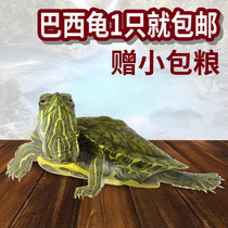 Brazilian turtle live red-eared Brazilian turtle Turtle water turtle ornamental turtle Turtle tank turtle food Water turtle food Turtle open food