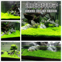 South American aquarium aquarium aquarium foreground grass speed lawn seed living aquarium landscape super mini pair leaf