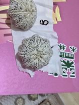 Iwata Special White Starfish Miracle Pocket