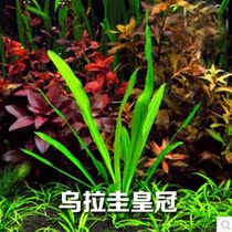 Aquarium water plants Uruguay crown fish tank water plants Water plants Landscaping Real water plants Middle and rear view water plants