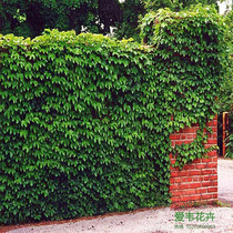 Climbing expert plant Americas five-leafy ground Miao-climbing tiger large fry-climbing vines red-leafy climbing wall tiger flowers