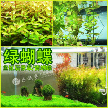 Green butterfly green butterfly Japanese butterfly grass New pointed leaf butterfly fish tank landscape ornamental aquatic grass