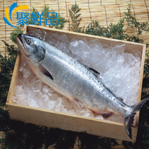 Whole salmon cut imported frozen salmon 13-14 kg sashimi whole nucleic acid test qualified