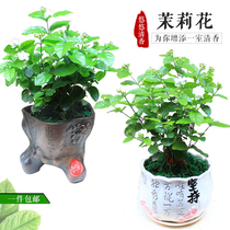 Small potted bonsai flower indoor outdoor mosquito repellent grass green plant White Jasmine potted porcelain pot