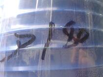 D180 hydraulic seal ring Large D180 hydraulic seal