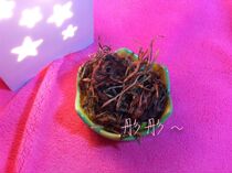 (Tong Tong) Hamster Health Products Dandelion Enhance Physical Prevention Cold Dandelion Dry 15g