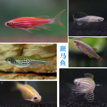 BLUE ZEBRA Galaxy ZEBRA BAO WEN ZEBRA RED-SPOTTED HORSE FISH Aquarium SMALL AQUARIUM FISH LIVE GROUP TOUR