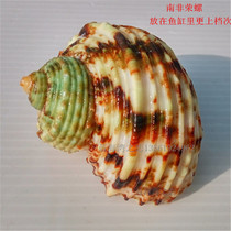  Natural conch shell Green salamander snail Green snail fish tank landscaping decoration Hermit crab replacement shell