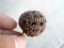 Supply Process Materials Maple Tree Fruit Road Pass By Handmade Diy Shooting Props