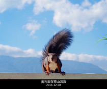 (Oreo)Squirrel supplies Cold pneumonia recommended backup with instructions