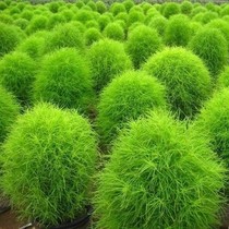 Full 10 yuan flower seeds ground skin seeds indoor aerobic plants balcony potted flower grass seeds