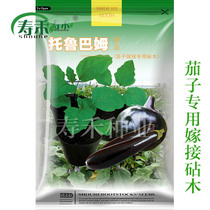 Japanese eggplant rootstock Torubam seed modified drag mother long eggplant round eggplant special seed vegetable grafting seed