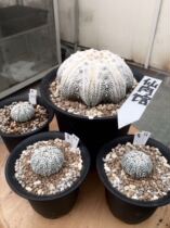 Miracle pocket special white high fluff feather standing sea star miracle pocket live seedling with mother Picture