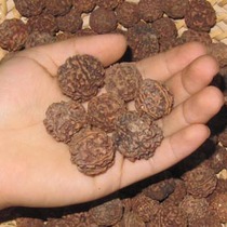 Nepal King Kong Bodhi Diamond Seed 5 petal diamond fruit no treatment 500g1kg