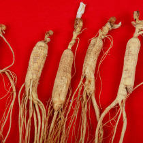 Mountain Participation Next to Changbai Mountain Mt. Shioyama Participation 8 gr left and right wild ginseng over 13 years