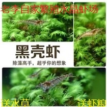  Black shell shrimp pet shrimp live ornamental shrimp live pet shrimp rice shrimp shrimp algae removal shrimp tool shrimp