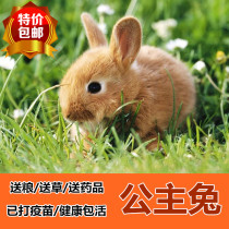 Pet Rabbit White Rabbit princess rabbit panda rabbit black rabbit gray rabbit rabbit Live