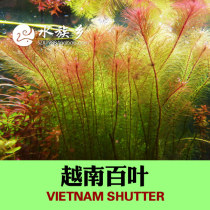 Aquarium Township] Vietnams Louver aquatic plants in the middle of the leaf fish tank the rear view of the aquatic plants the live real water plants