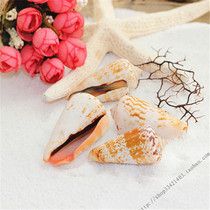 Red mouth snail 5-6cm natural conch shell aquarium fish tank landscaping platform window decoration photography props exhibition