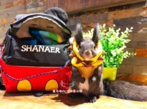 Squirrel chinchat honeyboarder belt bag four seasons resistant to gnaw thick canvas bag Winter and Summer General belt bag