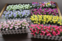 High simulation flower fake flower silk flower decoration flower living room bedroom dressing table flower art Rice orchid set