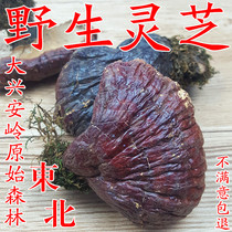 Ganoderma lucidum wild Ganoderma lucidum Northeast Ganoderma lucidum wild Ganoderma lucidum 250g