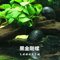 Black diamond snail Army cap snail Aquarium ornamental snail algae removal tool Snail cleaning tool Abalone snail fish tank brush grass tank