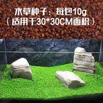  Aquatic plant seeds Mini two pairs of leaves similar to dwarf pearls Easy to cultivate fish tank aquarium landscaping negative grass Foreground grass