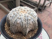 The planet is a real starfish miracle