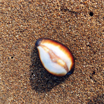 Natural rare imported conch shell 3CM Agate treasure snail Aquarium landscaping floor decoration collection specimen gift