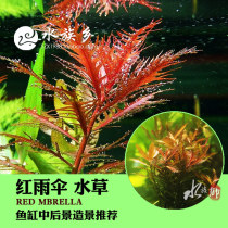 Aquarium township]Red umbrella red fish tank in the background decorative background underwater grass landscaping real water grass
