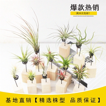 Creative flowers Indoor desktop small bonsai Fleshy flowers potted green plants Air Pineapple Lazy soilless plants