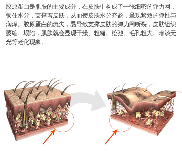 Six-Peptide Anti-Wrinkle Original Collagen Essence Facial Serum Firming Lift Fine Fine Pore to Nghị định serum fracora