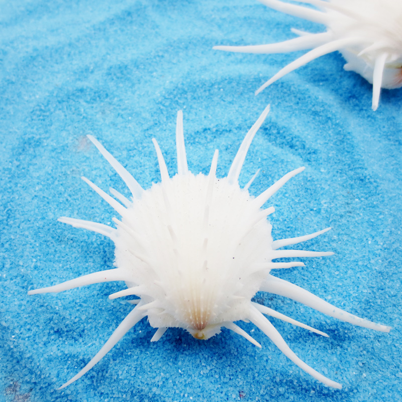 Купить Морская раковина Хризантема натуральные морские моллюски ...